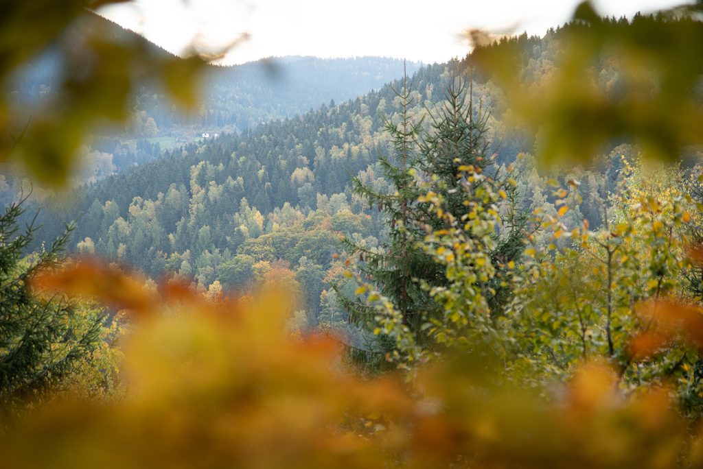 Zukunftswald Unterschönau