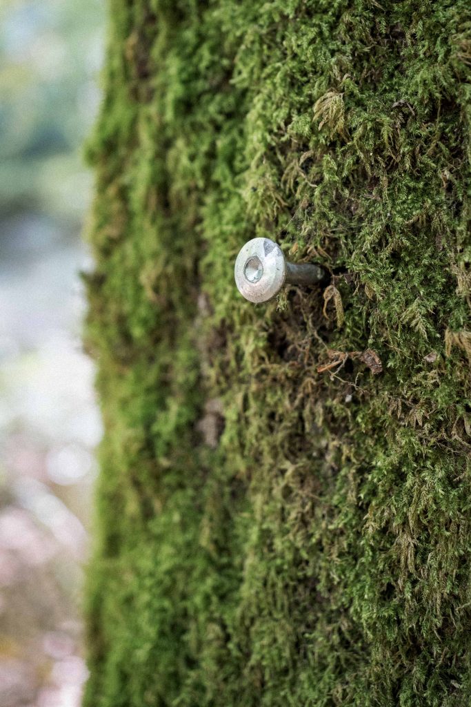 Das Waldgut Jungenwald bei Brotdorf, Saarland,. wurde am 10.09.26 neuer Partner der Wald-Allianz